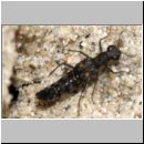 Stenus sp - Kurzfluegler 01d 5mm.jpg